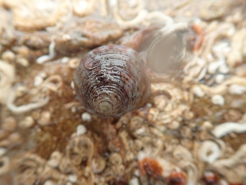 Calliostoma zizyphinum observed 2026-10-26