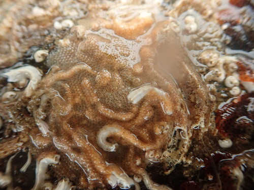 Schizoporella observed 2026-10-26