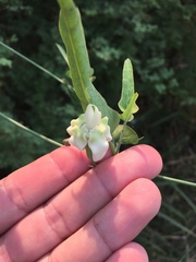 Araujia angustifolia
