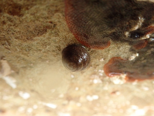 Gibbula observed 2026-10-26
