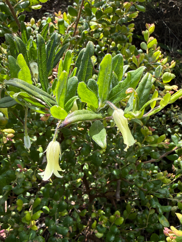 Billardiera scandens observed 2026-10-27