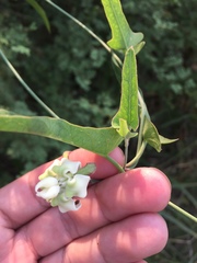 Araujia angustifolia