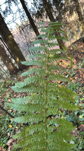 Dryopteris filix-mas observed 2026-10-27