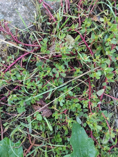 Portulaca oleracea observed 2026-10-27