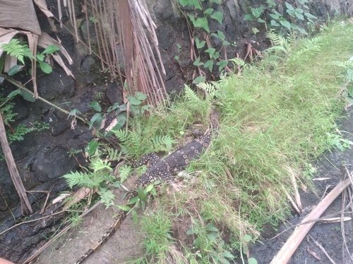 Varanus salvator observed 2026-10-27