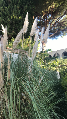 Cortaderia observed 2026-10-27