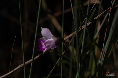 Arundina graminifolia observed 2026-10-25