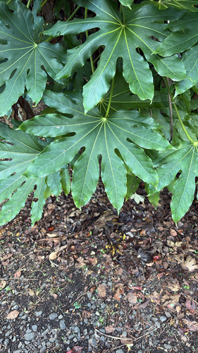 Aralia observed 2026-10-27