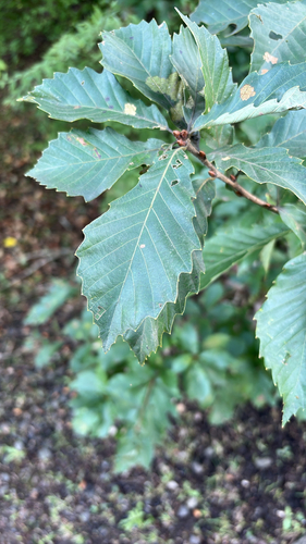 Quercus serrata observed 2026-10-27