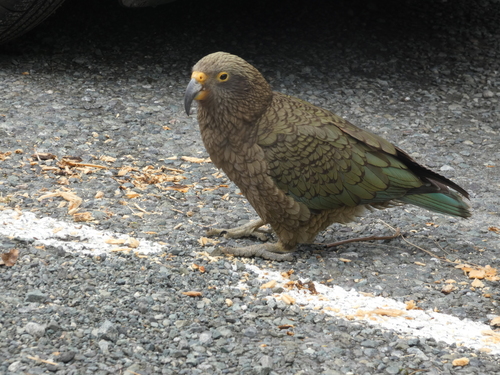 Nestor notabilis observed 2026-10-26