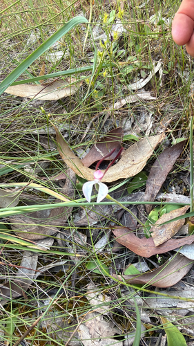 Leptoceras menziesii, 2026-10-27