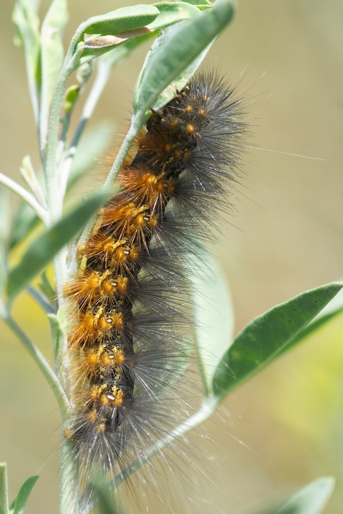 Salt Marsh Moth