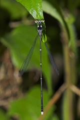 Coeliccia bimaculata