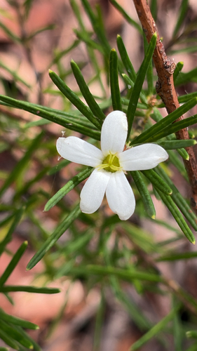 Ricinocarpos pinifolius observed 2026-10-27
