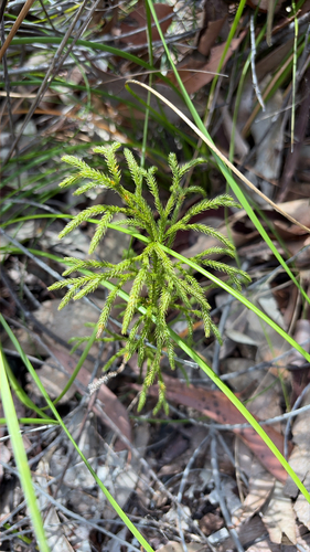 Pseudolycopodium densum observed 2026-10-27