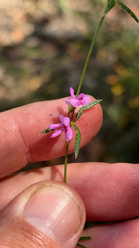 Mirbelia rubiifolia, 2026-10-27