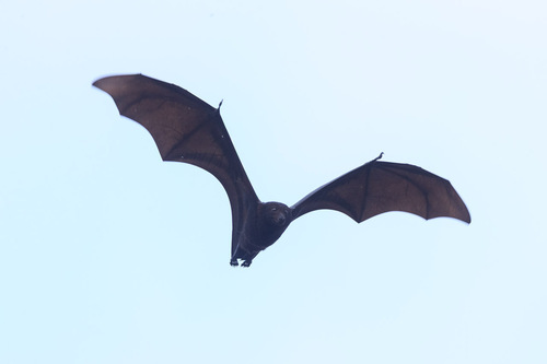 Pteropus alecto observed 2026-10-27