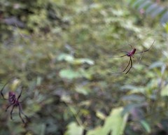 Nephila comorana