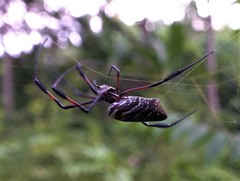 Nephila comorana