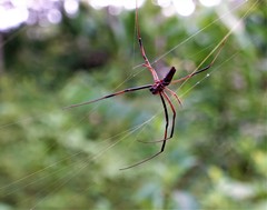 Nephila comorana