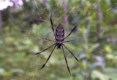 Nephila comorana