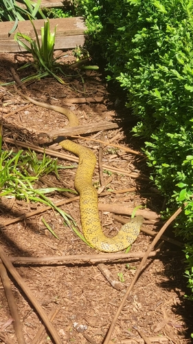Notechis scutatus, 2026-10-27