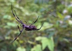 Nephila comorana