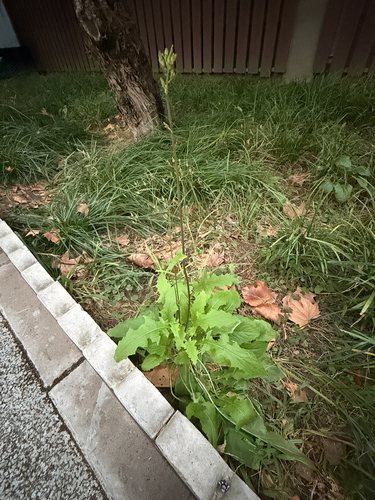 Youngia japonica observed 2026-10-27