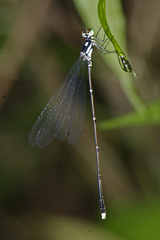 Coeliccia bimaculata