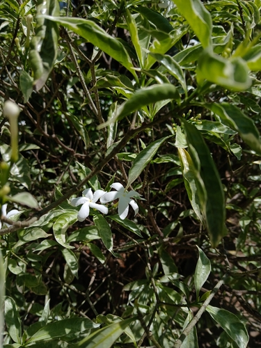 Tabernaemontana divaricata observed 2026-10-27