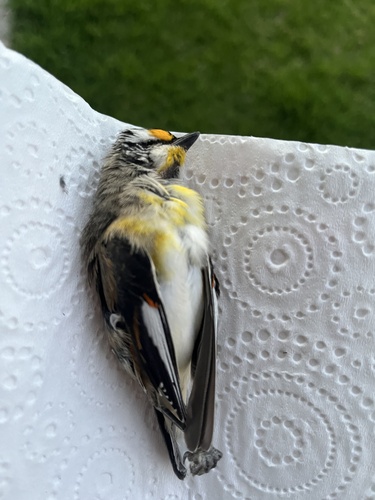 Pardalotus striatus, 2026-10-27