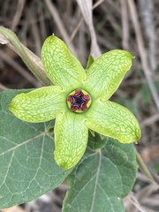 Gonolobus erianthus