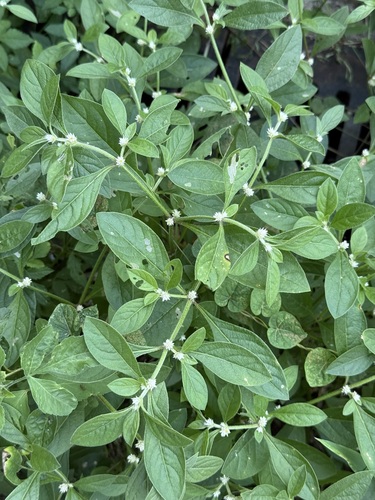Alternanthera ficoidea observed 2026-10-26