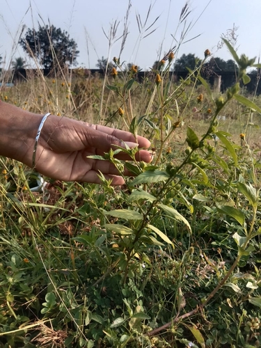 Acmella uliginosa observed 2026-10-22
