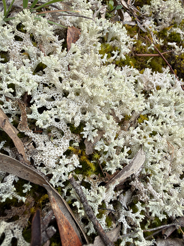 Cladonia observed 2026-10-27