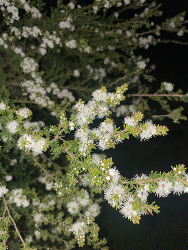 Leptospermum observed 2026-10-27