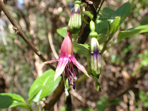 Fuchsia excorticata observed 2026-10-26