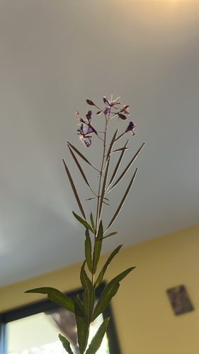 Chamaenerion angustifolium observed 2026-10-27
