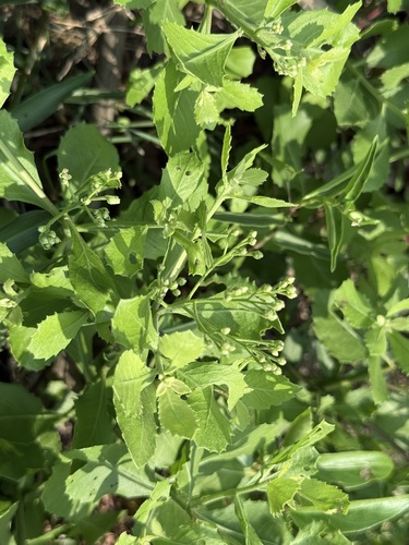 Pluchea indica observed 2026-10-21