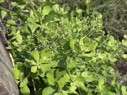 Pluchea indica observed 2026-10-21