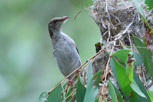 Ramsayornis modestus observed 2026-10-20