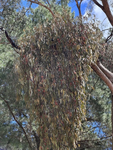 Amyema pendula observed 2026-10-27