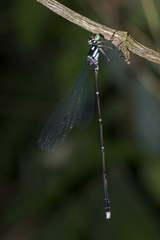 Coeliccia bimaculata