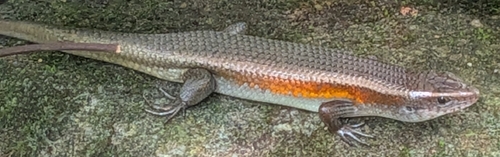 Eutropis multifasciata observed 2026-10-26