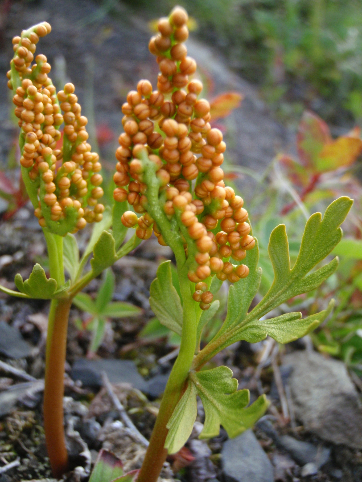 Botrychioideae