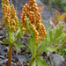 Lanceleaf Moonwort - Photo (c) Ryan Durand, some rights reserved (CC BY-NC), uploaded by Ryan Durand