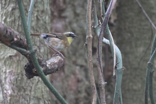 Sericornis citreogularis observed 2026-10-27