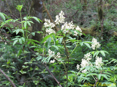 Sambucus racemosa racemosa