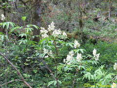 Sambucus racemosa racemosa