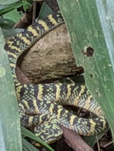 Tropidolaemus wagleri observed 2026-10-26